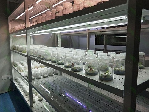武江植物组织培养实验室设计建设方案